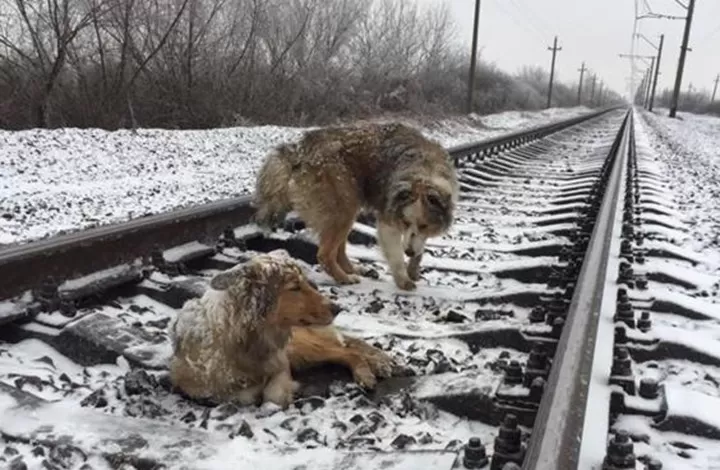 مدار الساعة,Video,فيديو,أخبار خفيفة ومنوعة