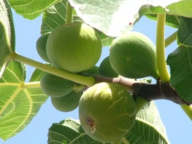مدار الساعة,أسرار أردنية