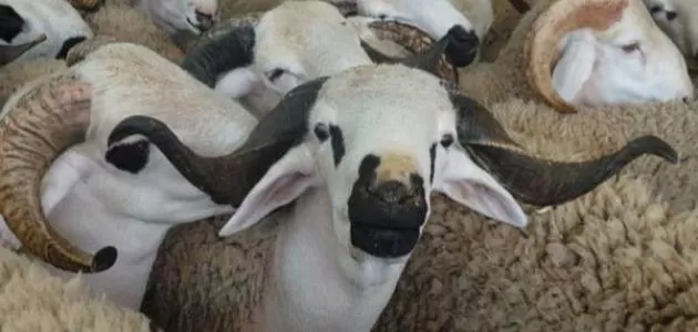 مدار الساعة,شؤون دينية,عيد الأضحى,عيد الفطر