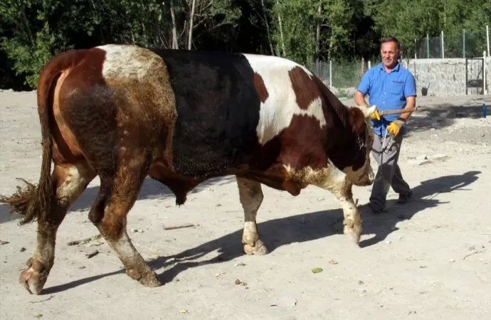 مدار الساعة,أخبار خفيفة ومنوعة,عيد الأضحى