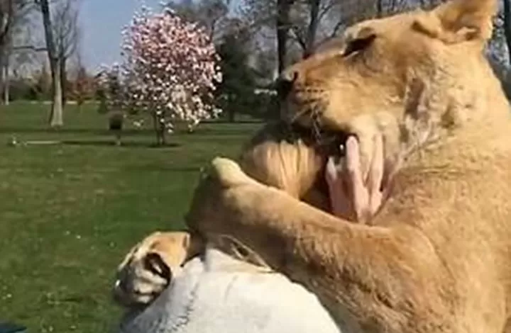 مدار الساعة,Video,فيديو,أخبار خفيفة ومنوعة,مواقع التواصل الاجتماعي