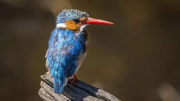 مدار الساعة,أخبار خفيفة ومنوعة