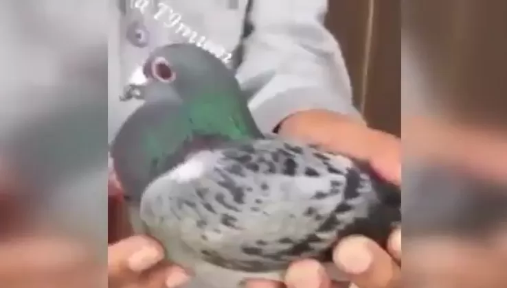 مدار الساعة,Video,فيديو,أخبار خفيفة ومنوعة