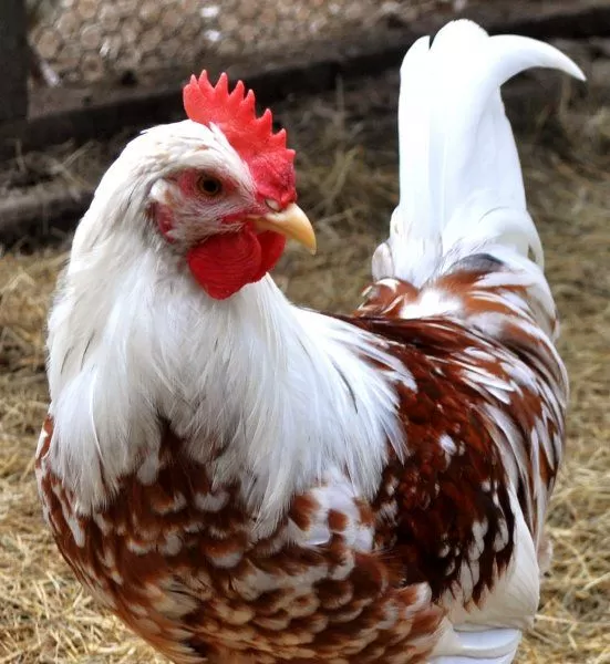 مدار الساعة,أخبار خفيفة ومنوعة