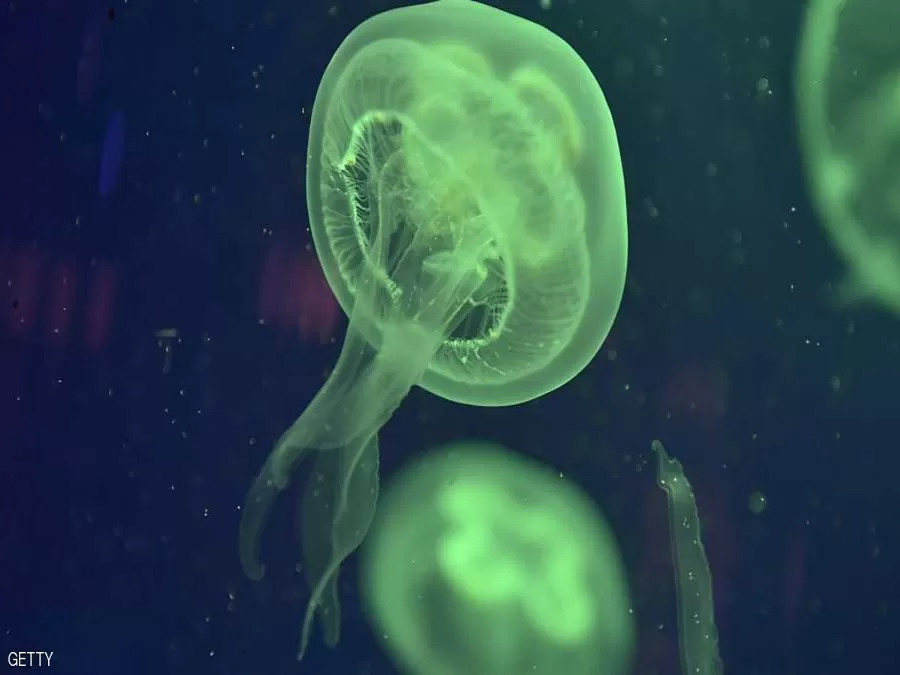 مدار الساعة,أخبار خفيفة ومنوعة