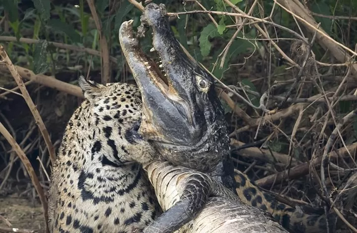 مدار الساعة,أخبار خفيفة ومنوعة