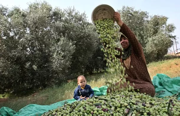 مدار الساعة,أخبار الأردن,اخبار الاردن,وزارة الزراعة