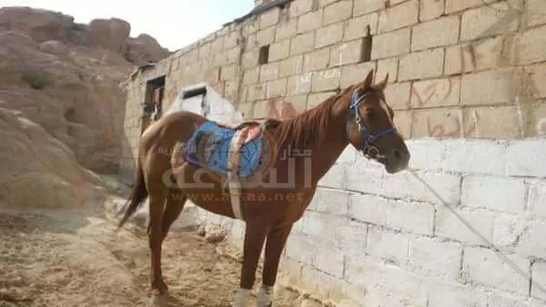 مدار الساعة,أسرار أردنية