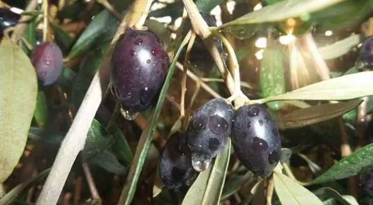 مدار الساعة,أخبار الأردن,اخبار الاردن