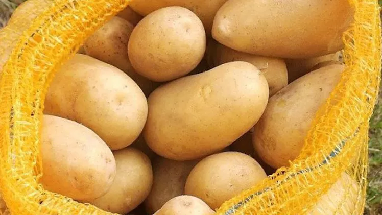 مدار الساعة,أخبار اقتصادية,وزير الزراعة,وزارة الزراعة,قطاع غزة