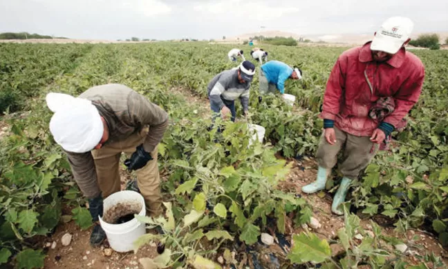 مدار الساعة,أخبار اقتصادية,وزير العمل,رئيس الوزراء,وزارة العمل,رئاسة الوزراء,وزارة الزراعة,وادي الأردن,البريد الأردني