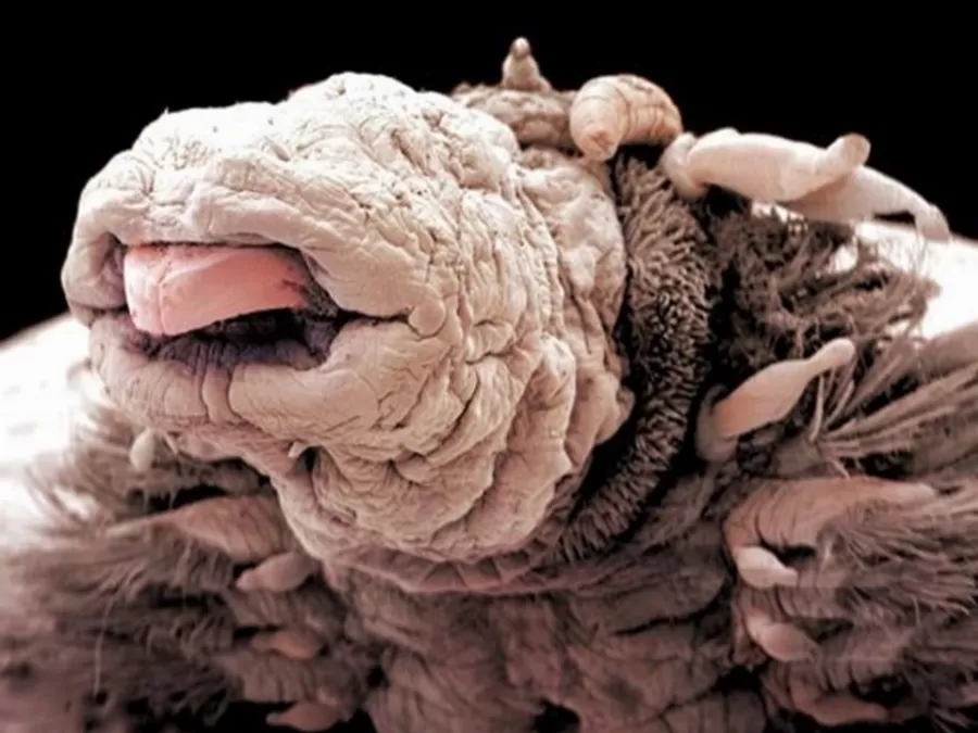 مدار الساعة,Video,فيديو,أخبار خفيفة ومنوعة,وزارة البيئة,المملكة العربية السعودية