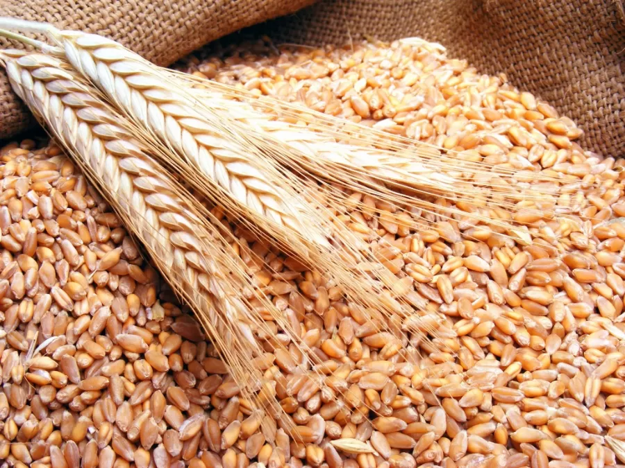 مدار الساعة,أخبار الأردن,اخبار الاردن,وزارة الزراعة,المؤسسة العامة للغذاء والدواء