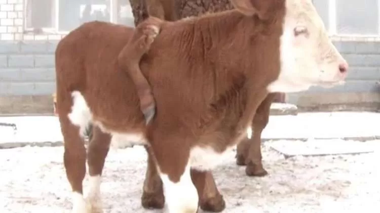 مدار الساعة,Video,فيديو,أخبار خفيفة ومنوعة