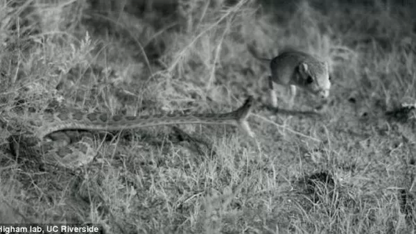 مدار الساعة,Video,فيديو,أخبار خفيفة ومنوعة