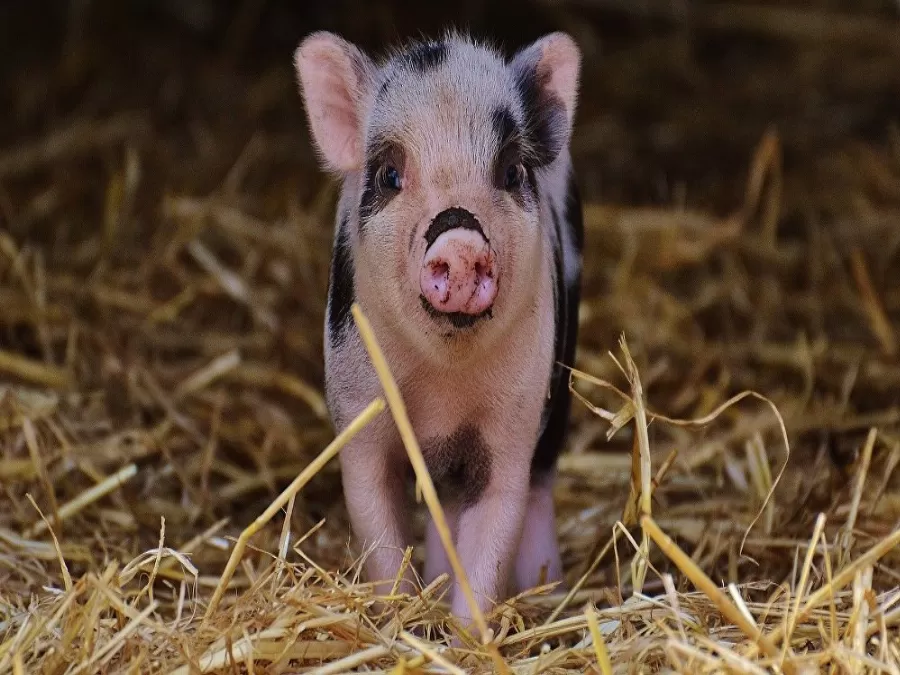 مدار الساعة,Video,فيديو,أخبار خفيفة ومنوعة,مواقع التواصل الاجتماعي