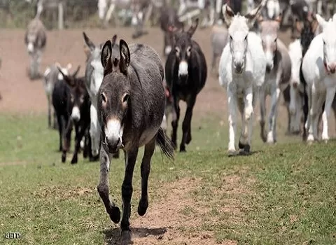 مدار الساعة,Video,فيديو,أخبار خفيفة ومنوعة