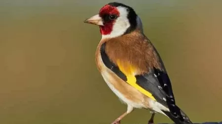 مدار الساعة,أسرار أردنية,الضفة الغربية