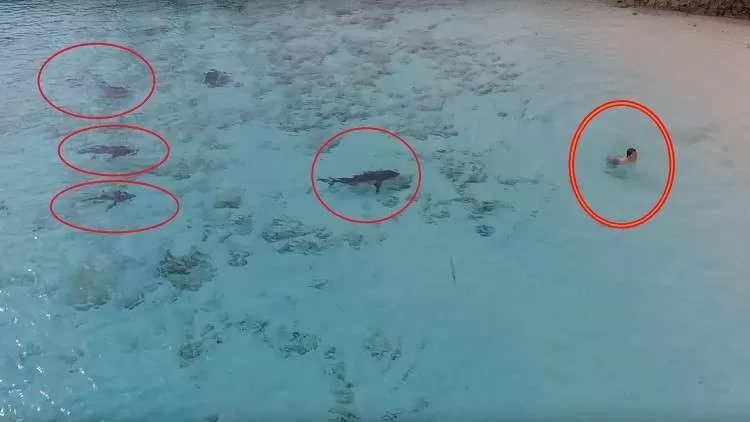 مدار الساعة,Video,فيديو,أخبار خفيفة ومنوعة