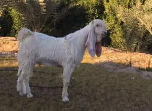 مدار الساعة,أخبار خفيفة ومنوعة