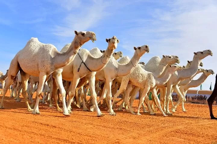 مدار الساعة,أخبار خفيفة ومنوعة