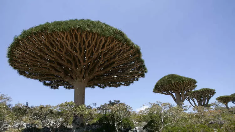 مدار الساعة,أخبار خفيفة ومنوعة,مواقع التواصل الاجتماعي,وسائل التواصل الاجتماعي