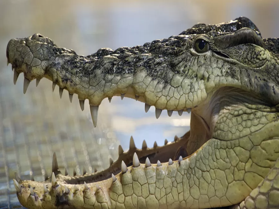 مدار الساعة,أخبار خفيفة ومنوعة