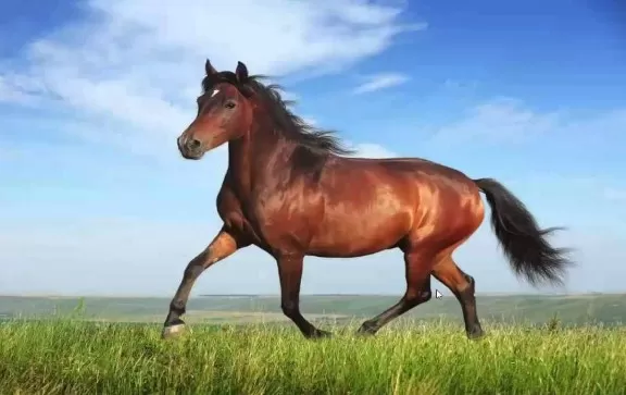 مدار الساعة,أخبار الأردن,اخبار الاردن,الدفاع المدني