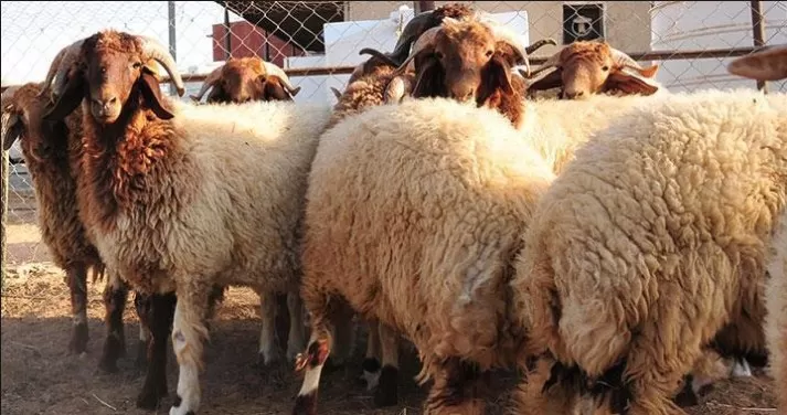 مدار الساعة,أخبار اقتصادية,وزارة الزراعة