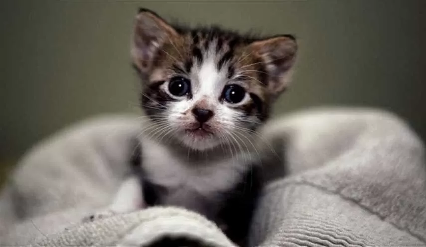 مدار الساعة,أخبار خفيفة ومنوعة