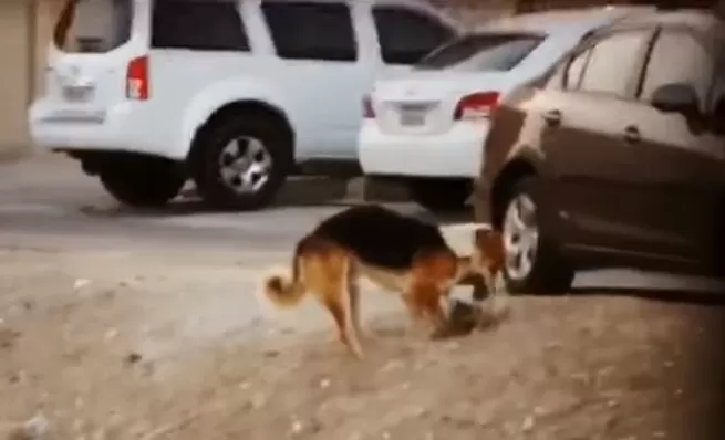 مدار الساعة,Video,فيديو,أخبار خفيفة ومنوعة,مواقع التواصل الاجتماعي