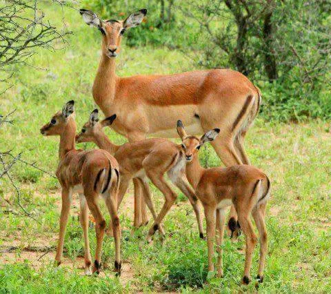 مدار الساعة,مقالات,وزير الزراعة,وزارة الزراعة,هيئة النزاهة ومكافحة الفساد,ديوان المحاسبة,مكافحة الفساد