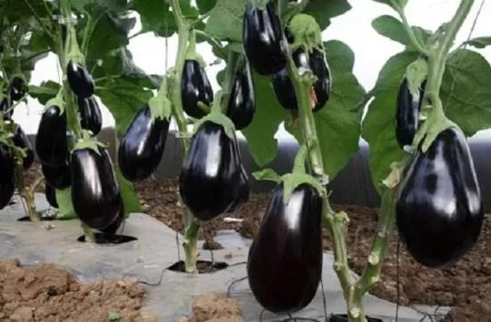 مدار الساعة,أخبار خفيفة ومنوعة,محكمة التمييز