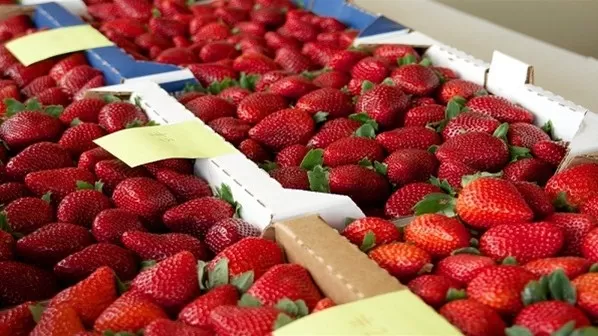 مدار الساعة,أخبار الأردن,اخبار الاردن,وزارة الزراعة