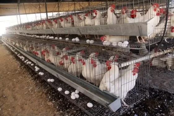 مدار الساعة,أخبار اقتصادية,يعرب القضاة