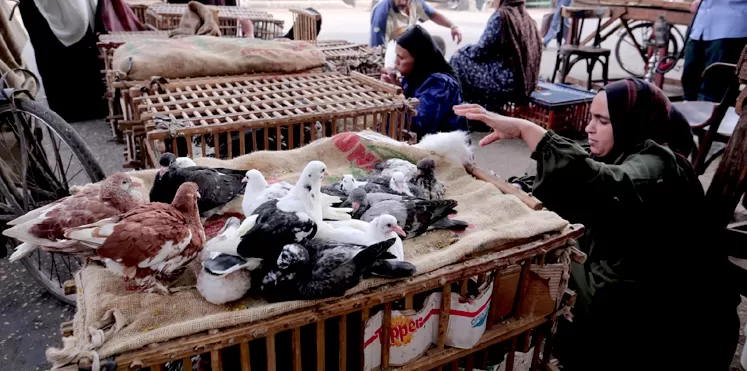 مدار الساعة,أخبار خفيفة ومنوعة,وزير الزراعة,رئيس الوزراء,وزارة الزراعة