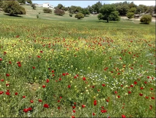 مدار الساعة,أخبار الأردن,اخبار الاردن,درجات الحرارة,البحر الميت