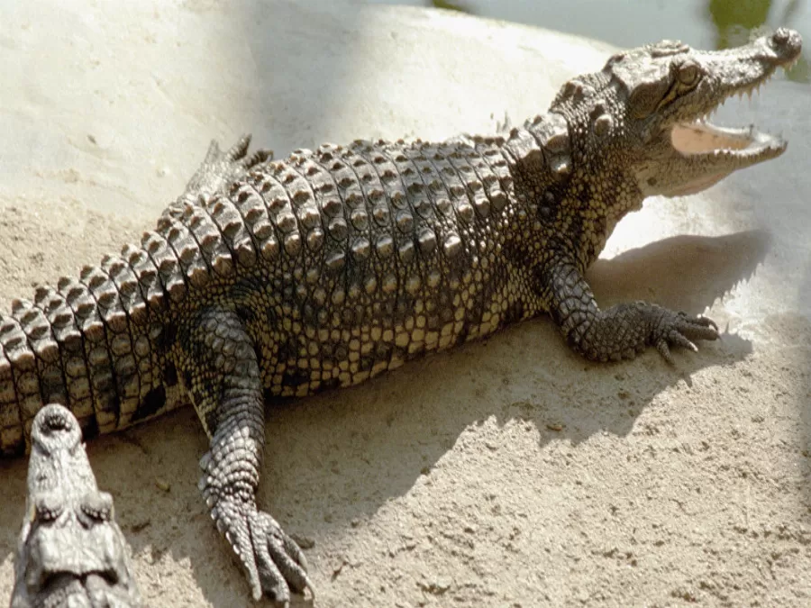 مدار الساعة,Video,فيديو,أخبار خفيفة ومنوعة