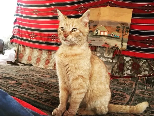 مدار الساعة,أسرار أردنية