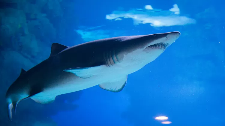 مدار الساعة,Video,فيديو,أخبار خفيفة ومنوعة