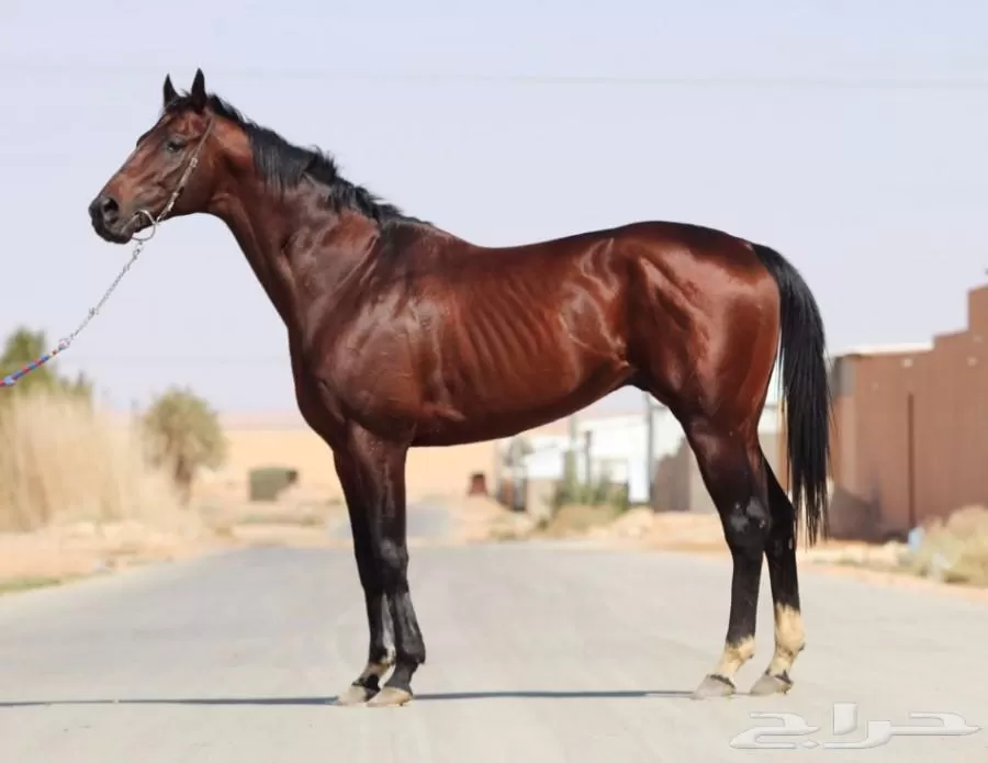 مدار الساعة,Video,فيديو,أخبار الأردن,اخبار الاردن,الدفاع المدني
