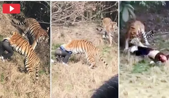 مدار الساعة,Video,فيديو,أخبار خفيفة ومنوعة