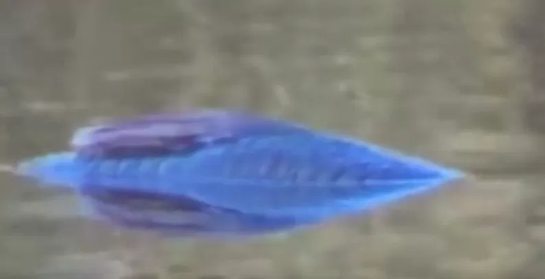 مدار الساعة,Video,فيديو,أخبار خفيفة ومنوعة,مواقع التواصل الاجتماعي