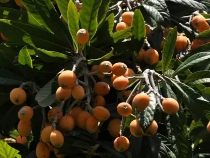مدار الساعة,أخبار الأردن,اخبار الاردن,وزير الزراعة,وزارة الزراعة