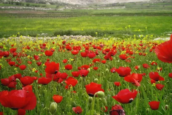 مدار الساعة,أخبار الأردن,اخبار الاردن,درجات الحرارة العظمى والصغرى,درجات الحرارة,البحر الميت