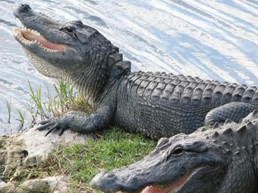 مدار الساعة,أخبار خفيفة ومنوعة