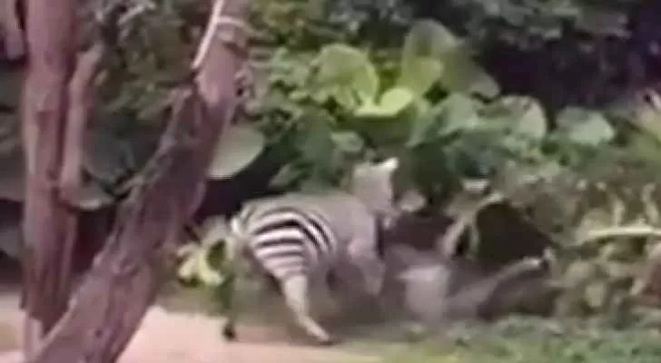 مدار الساعة,Video,فيديو,أخبار خفيفة ومنوعة