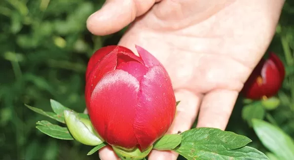 مدار الساعة,أخبار خفيفة ومنوعة