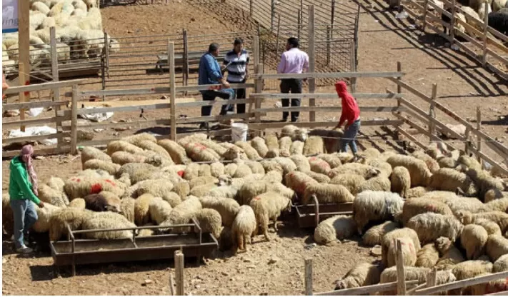 مدار الساعة,أخبار الأردن,اخبار الاردن