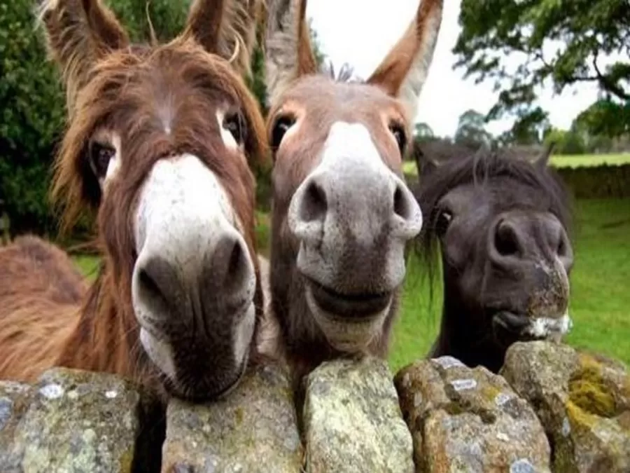 مدار الساعة,أخبار خفيفة ومنوعة,وزير الزراعة